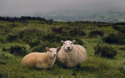 Parable of The Lost Sheep